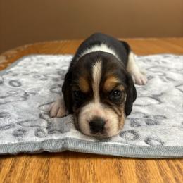 Ginger - Black white and tan female Beagle puppy in St. Cloud, Minnesota from Beagle Blessings