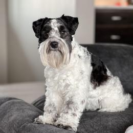 Ellie - Miniature Schnauzer