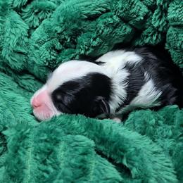 Cloud - female Australian Mountain Doodle puppy in Escondido, California from North County Doodles