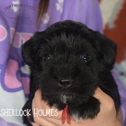 Sherlock Holmes - Black male Miniature Schnauzer puppy in Sedalia, Missouri from Farmer Brown's Puppies