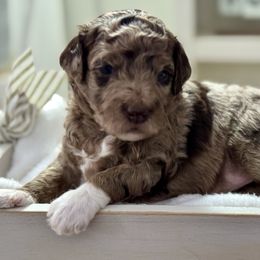 Purple - Merle female Bernedoodle puppy in Hesperia, Michigan from Red Acres Poodles & Doodles