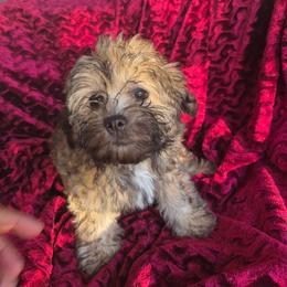 Sage - female Companion Cross puppy in Richmond, Texas from Marcia Hamlet