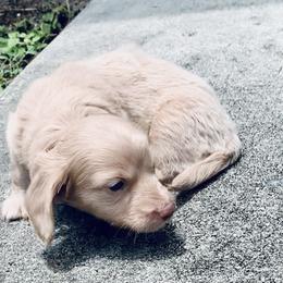 Dachshund Puppies from Meldox