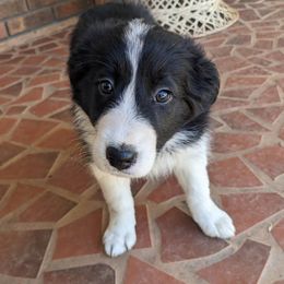 Zuccini - Black and white female Border Collie puppy in Gaffney, South Carolina from On the Lamb