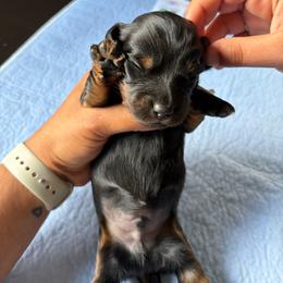 Yellow collar - Black and tan male Dachshund puppy in Washington Court House, Ohio from Brightman's Dashing Doxies