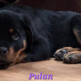 Pulan - Black and mahogany female Rottweiler puppy in Tangent, Oregon from Raya's Royals