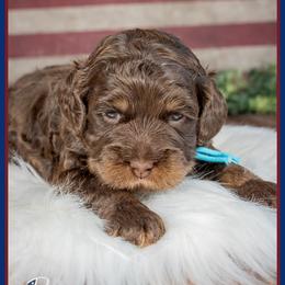 Hansel - Brown male Cockapoo puppy in Connersville, Indiana from Deaz Doodle Ranch