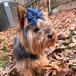 Lilly - Black and tan female Yorkshire Terrier puppy in Georgia from Nalley Kennels