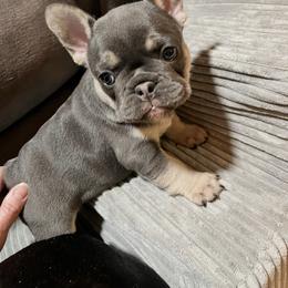 French Bulldog Puppies from Foster Lake Frenchies