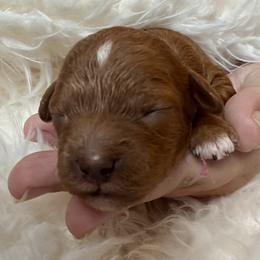 Abby Cadabby - Red female Cavapoo puppy in Liberty Hill, Texas from Cuddlebug Cavapoos of Austin