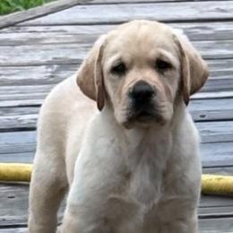 CHARLIE - Yellow male Labrador Retriever puppy in Braselton, Georgia from Bel Amour