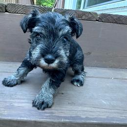 Female - Salt and pepper female Miniature Schnauzer puppy in La Fayette, Georgia from Daniels Mini Schnauzers