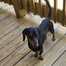 Clyde - Black and tan male Dachshund puppy in Turtletown, Tennessee from Stachia’s C4 Dachshunds