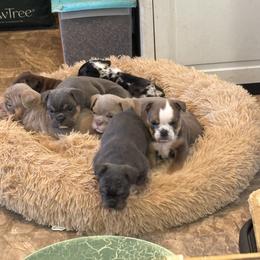 Aussiedoodle, Bulldog, Miniature Australian Shepherd, Poodle, and Toy Australian Shepherd Puppies from Mowry Creek Mini Aussiedoodles and More