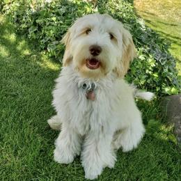Meadow - Bernedoodle