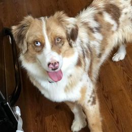 Libs - Australian Shepherd