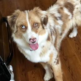 Libs - Australian Shepherd