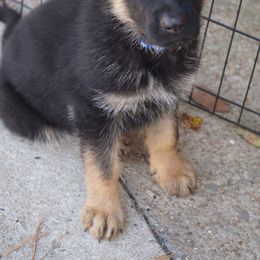 German Shepherd Puppies from West Haus Shepherds