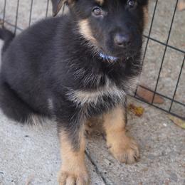 German Shepherd Puppies from West Haus Shepherds