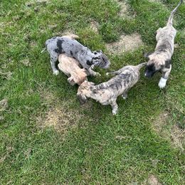 Great Dane Puppies from K&A Danes