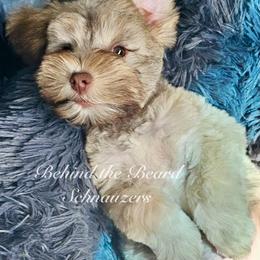 Miniature Schnauzer and Schnoodle Puppies from Behind the Beard Schnauzers