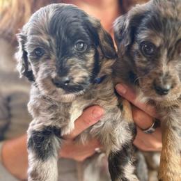 Cosmos - Blue merle male Aussiedoodle puppy in Columbia Falls, Montana from Firefly Aussies & Aussiedoodles