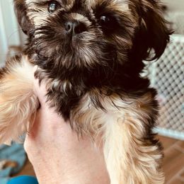 Shih Tzus from Bailey Belle Shih Tzu