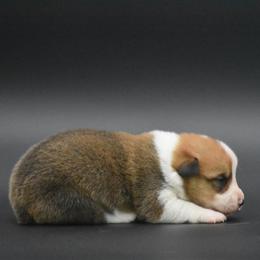Red Male - Red male Pembroke Welsh Corgi puppy in Kansas City, Missouri from Willow Creek Corgis