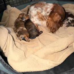 Hannah Chan - Dapple female Dachshund puppy in Cadillac, Michigan from Winzig Ranch