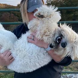Soft Coated Wheaten Terriers from Ironwood Ridge Kennels