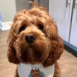 Cockapoo and Goldendoodle Puppies from Robbin's Treasures