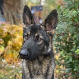 Aspen - German Shepherd