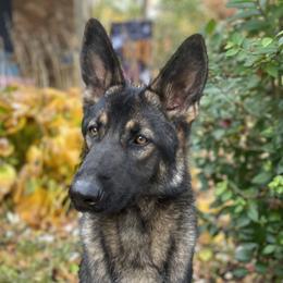 Aspen - German Shepherd