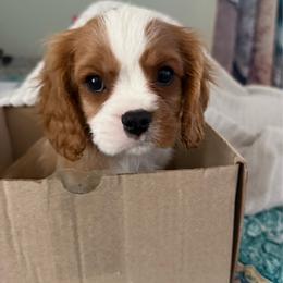 Smash - Blenheim male Cavalier King Charles Spaniel puppy in Ocala Fl, Florida from Encore Cockers