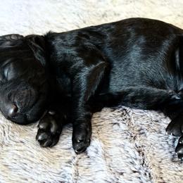 Black - Black male Goldendoodle puppy in Mc Cutchenville, Ohio from Dawn's Doodles