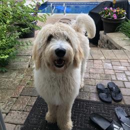 Bernedoodle All Grown Up from Backwoods Bernedoodles