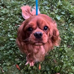 Merlot - Cavalier King Charles Spaniel