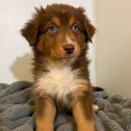 Lolly - Red tri-color female Australian Shepherd puppy in East Hartford, Connecticut from CT Aussies