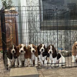 Basset Hound Puppies from Breeze Basset Hounds