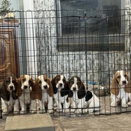 Basset Hound Puppies from Breeze Basset Hounds
