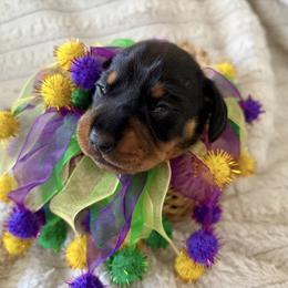 Moon Pie - Black and tan female Dachshund puppy in Mobile, Alabama from Katrina's Dachshunds