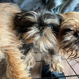Reign - Brussels Griffon