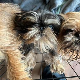 Reign - Brussels Griffon