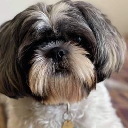 Shih Tzus from Angela’s Shih Tzu
