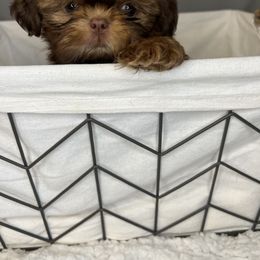 Shih Tzu Puppies from Calta’s Cute Shih Tzus