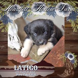 Boy 4 - Black & white male Australian Shepherd puppy in Keyser, West Virginia from Heartfelt Hollow Farm