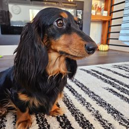 Lena - Dachshund