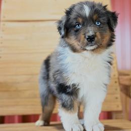 Bonnie - Blue merle female Australian Shepherd puppy in Wichita Falls, Texas from Spotted Mule Aussies