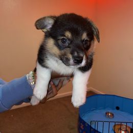 Boy 2 - Pembroke Welsh Corgi puppy in San Diego, California from Peaches Pad