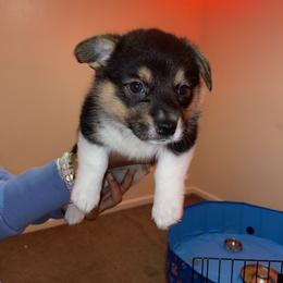 Boy 2 - Pembroke Welsh Corgi puppy in San Diego, California from Peaches Pad